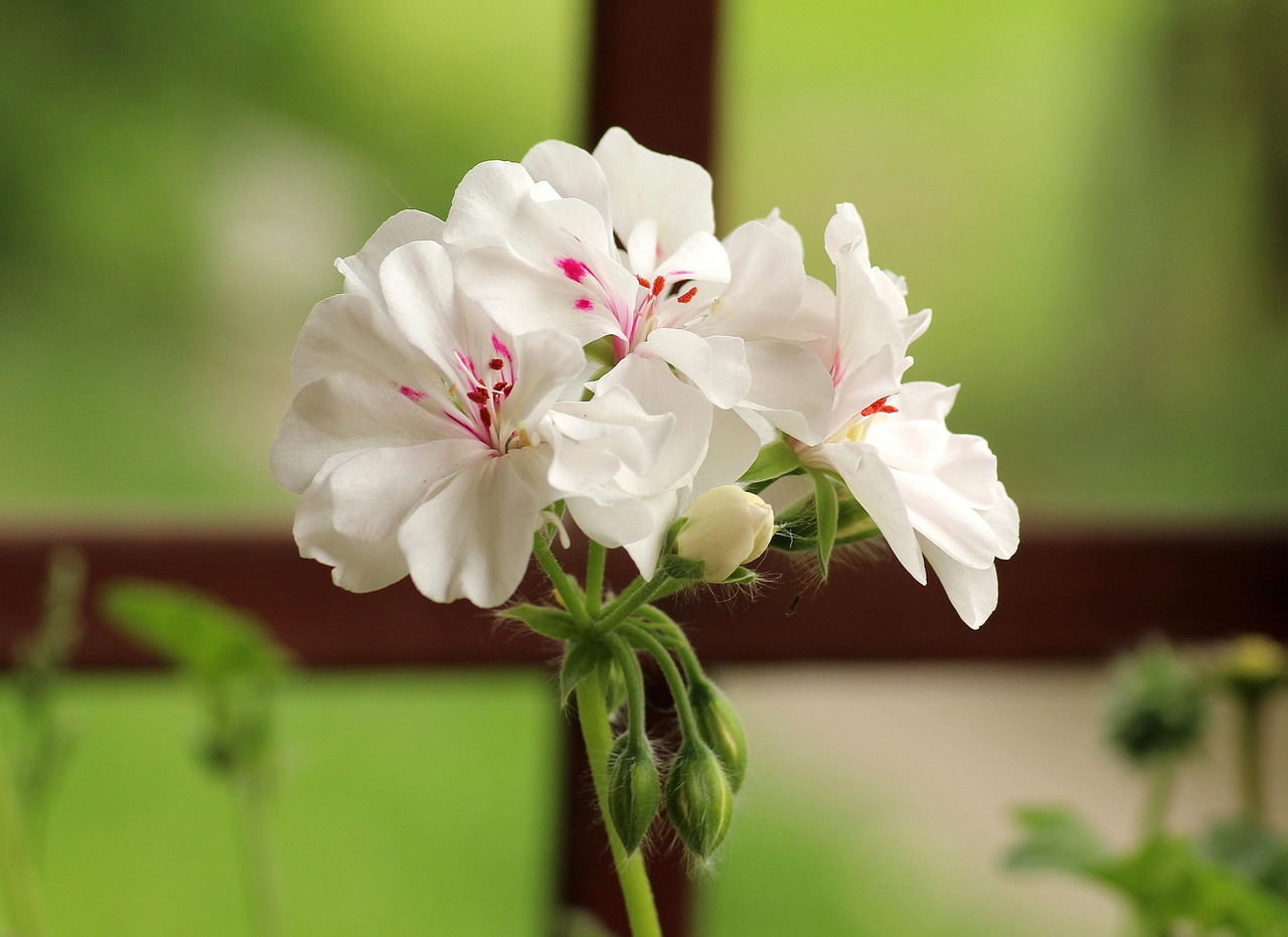 Small-Space Honeysuckle: Growing Fragrant Vines on Balconies and Patios